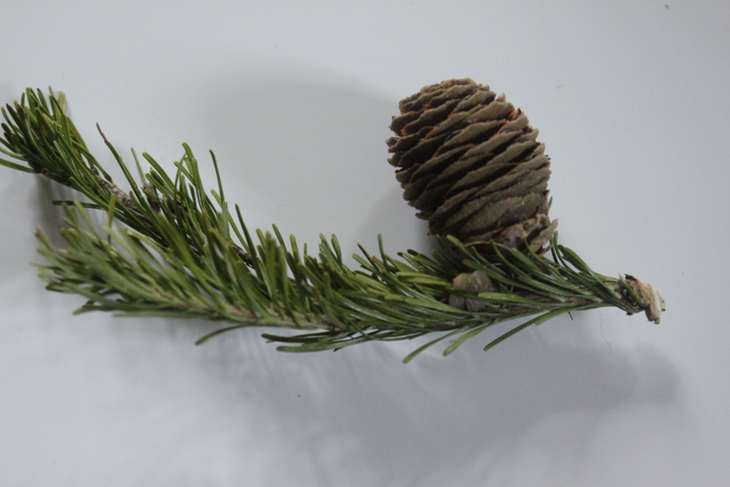 Image of Abies sibirica specimen.