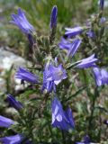 Campanula sibirica