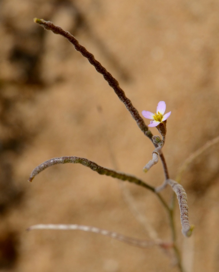 Image of Maresia nana specimen.