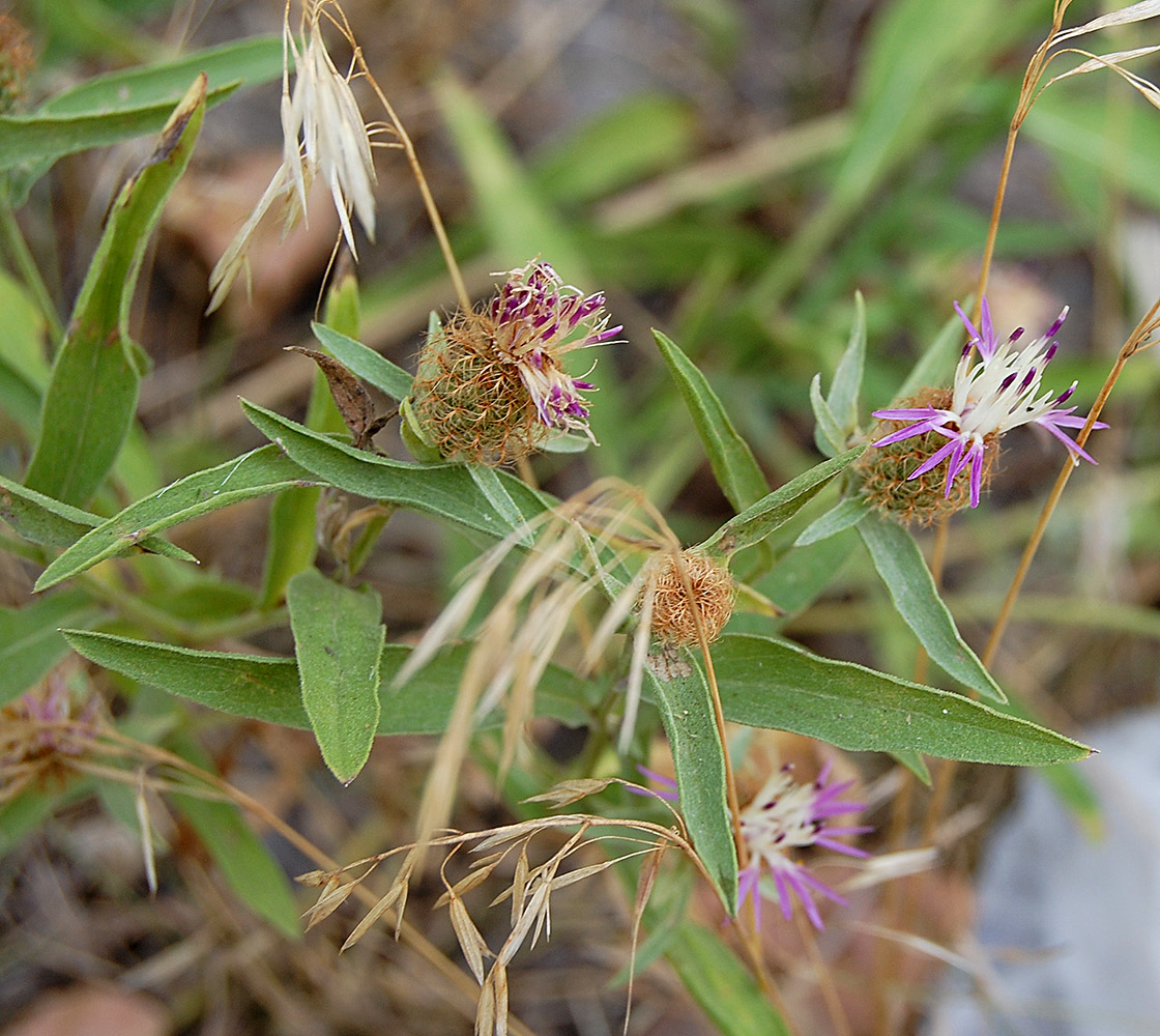 Изображение особи Centaurea trichocephala.