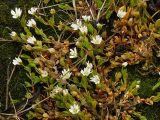 Stellaria humifusa. Цветущее растение на берегу Кольского залива. Мурманская обл., Североморский р-н, окр. пос. Росляково. 05.07.2009.