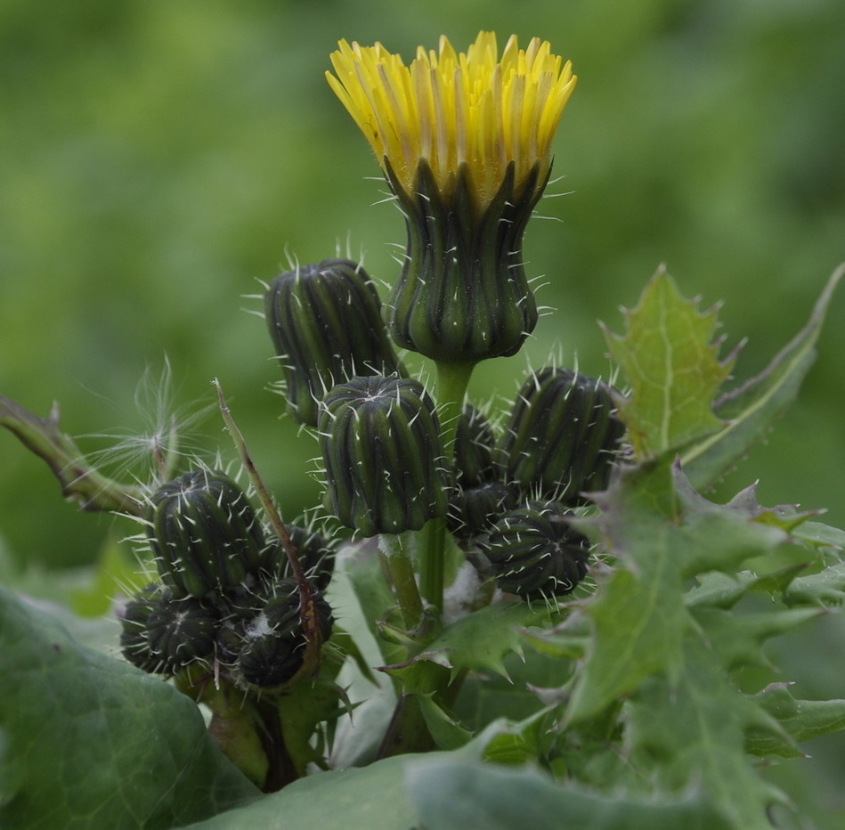 Изображение особи Sonchus nymanii.