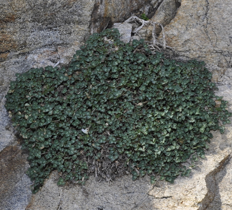 Image of Trifolium uniflorum specimen.