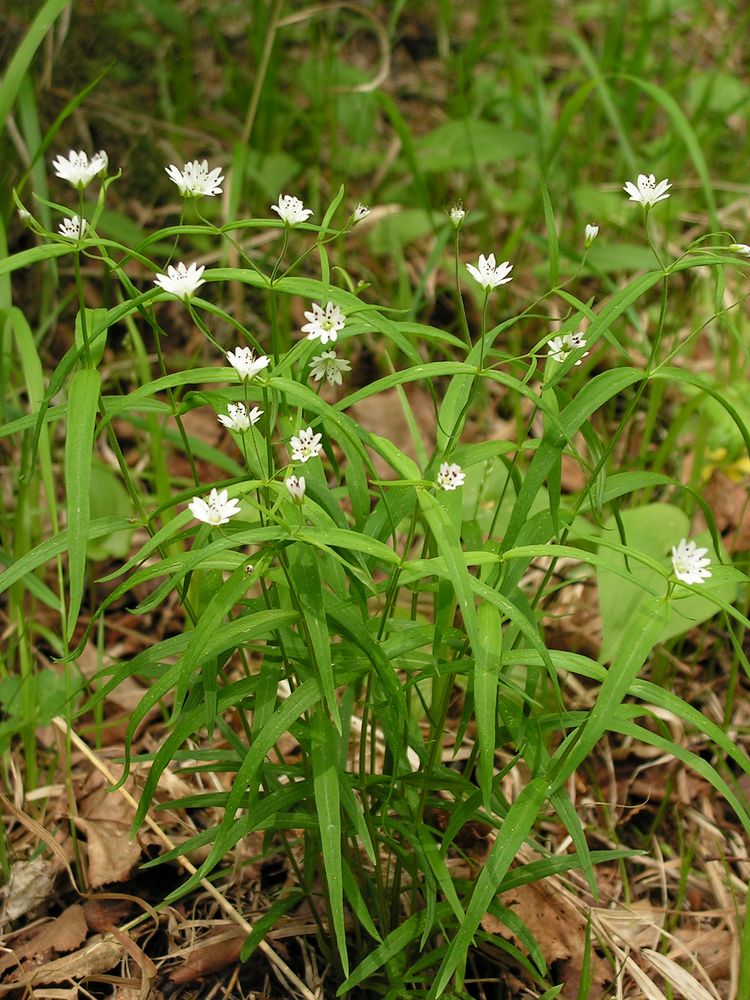 Image of Pseudostellaria sylvatica specimen.