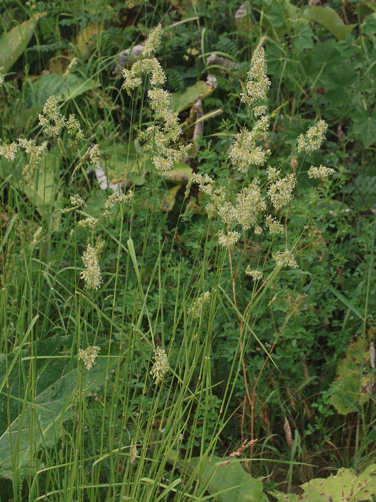 Изображение особи Dactylis glomerata.