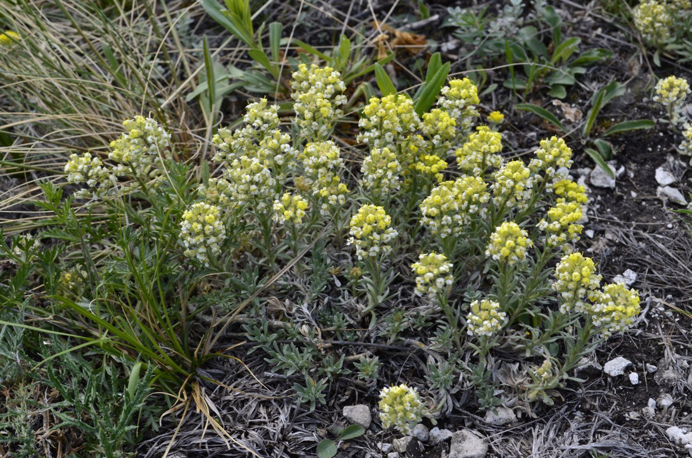 Изображение особи Alyssum lenense.