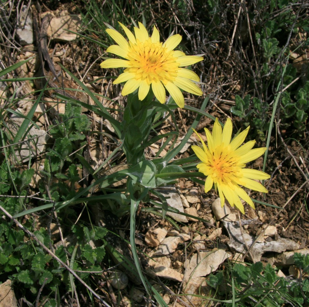 Image of Tragopogon pusillus specimen.
