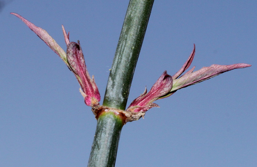 Image of Leycesteria formosa specimen.