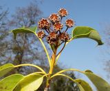 Trochodendron aralioides. Верхушка побега с соплодием. Германия, г. Дюссельдорф, Ботанический сад университета. 13.03.2014.