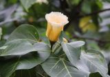 Thespesia populnea