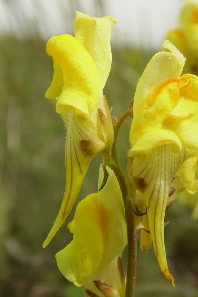 Изображение особи Linaria macroura.