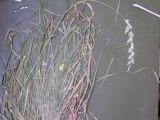 Lolium perenne