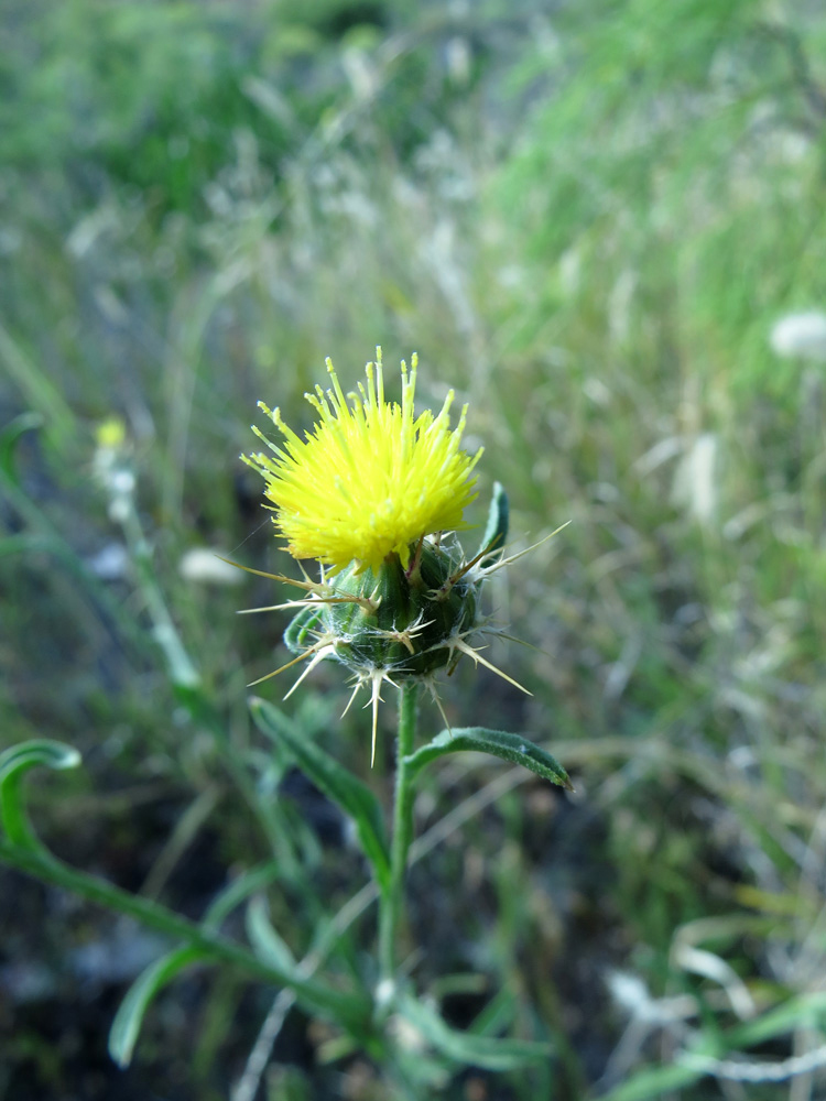 Изображение особи Centaurea melitensis.