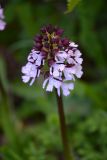 Orchis purpurea