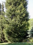 Cupressus × leylandii. Нижняя часть растения. Германия, г. Дюссельдорф, Ботанический сад университета. 04.05.2014.