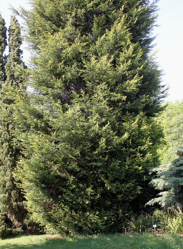 Image of Cupressus &times; leylandii specimen.