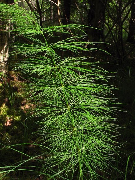 Изображение особи Equisetum sylvaticum.