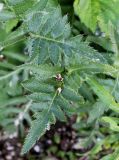 Papaver orientale