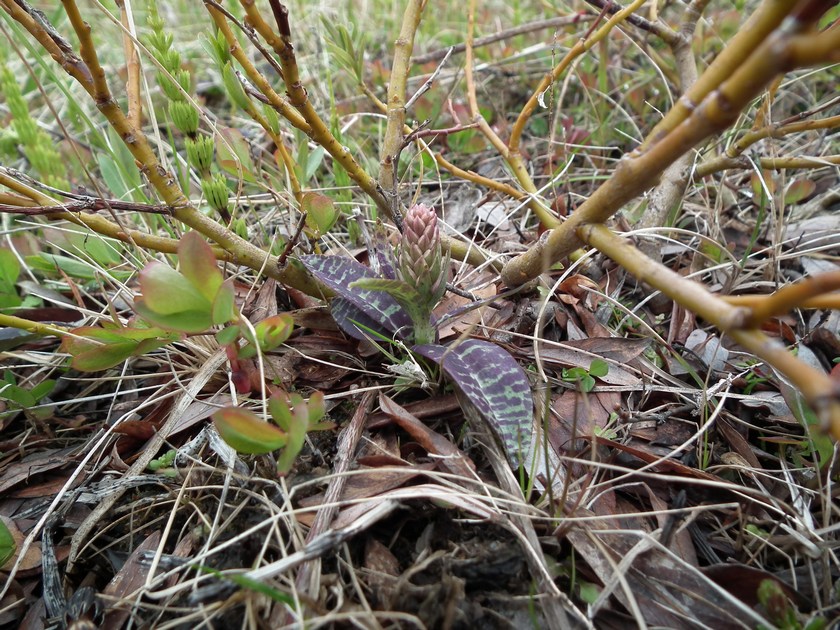 Image of Dactylorhiza psychrophila specimen.