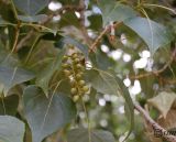 Populus nigra