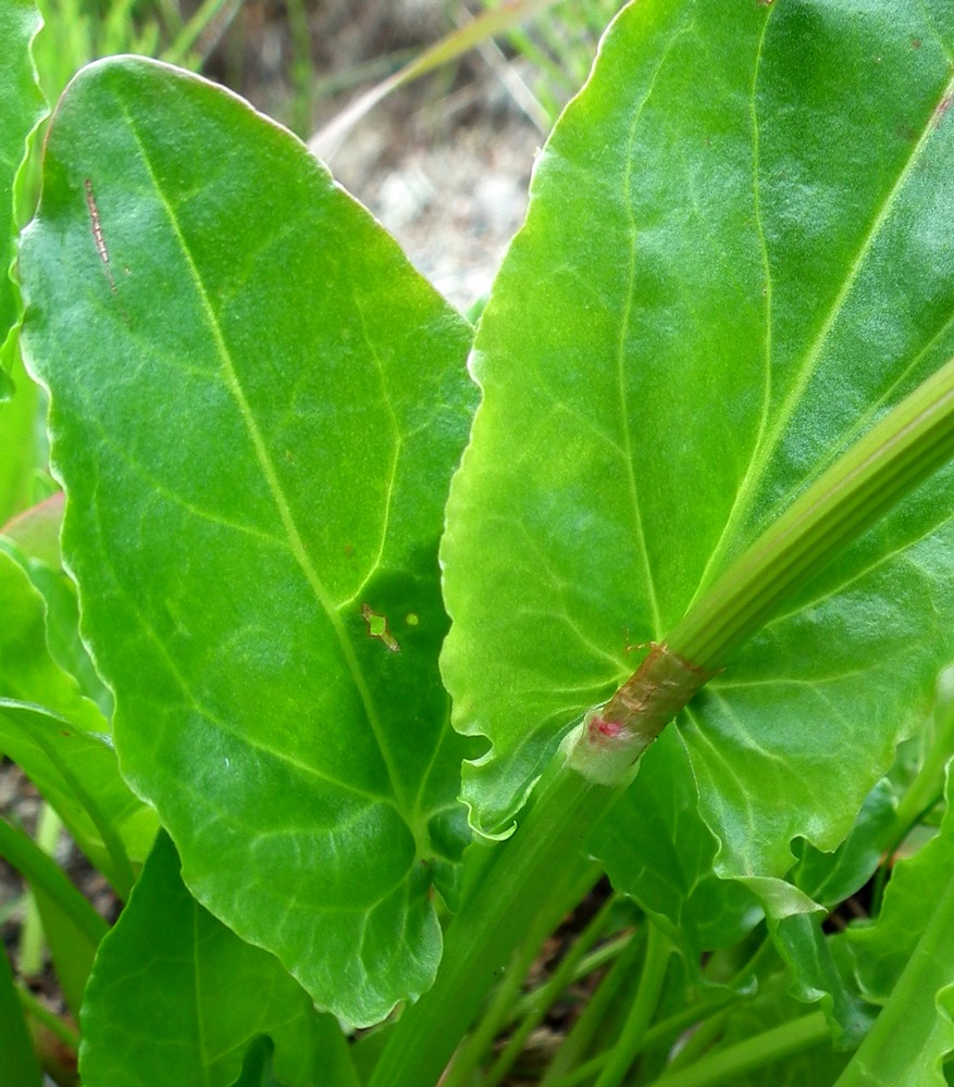 Image of Rumex lapponicus specimen.