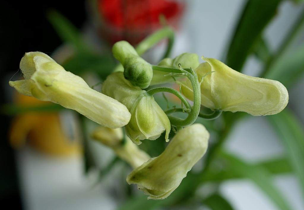 Image of Aconitum umbrosum specimen.