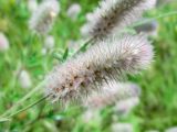 Trifolium arvense