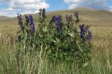 Aconitum glandulosum