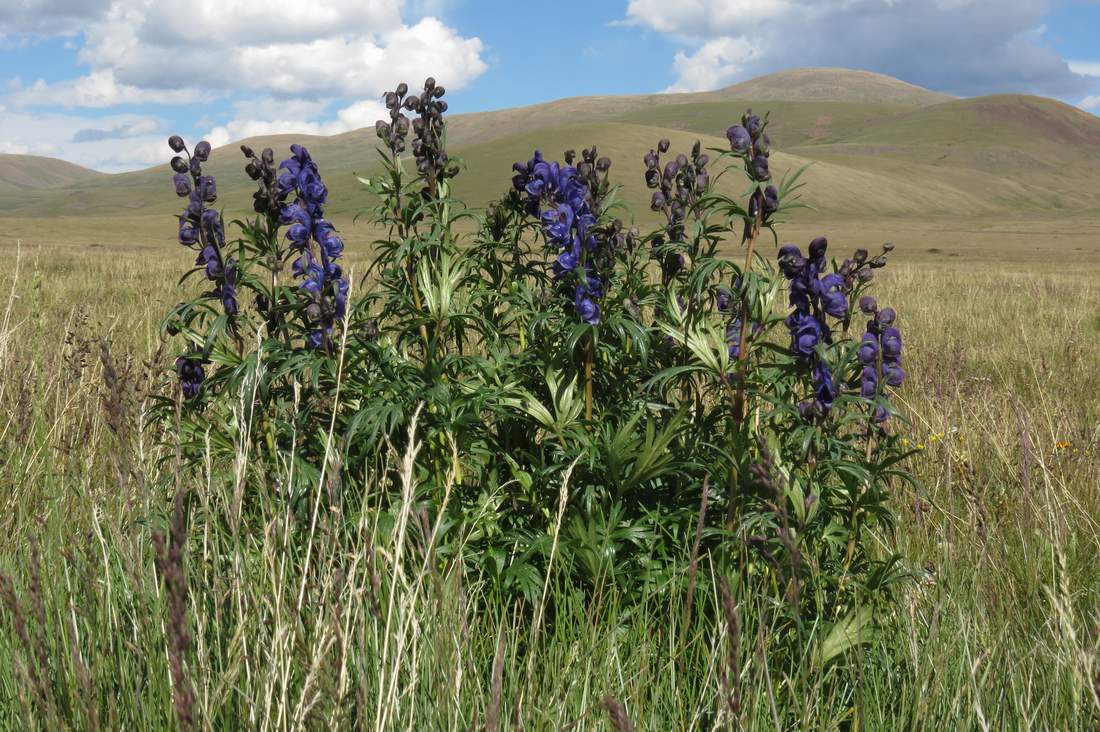 Image of Aconitum glandulosum specimen.