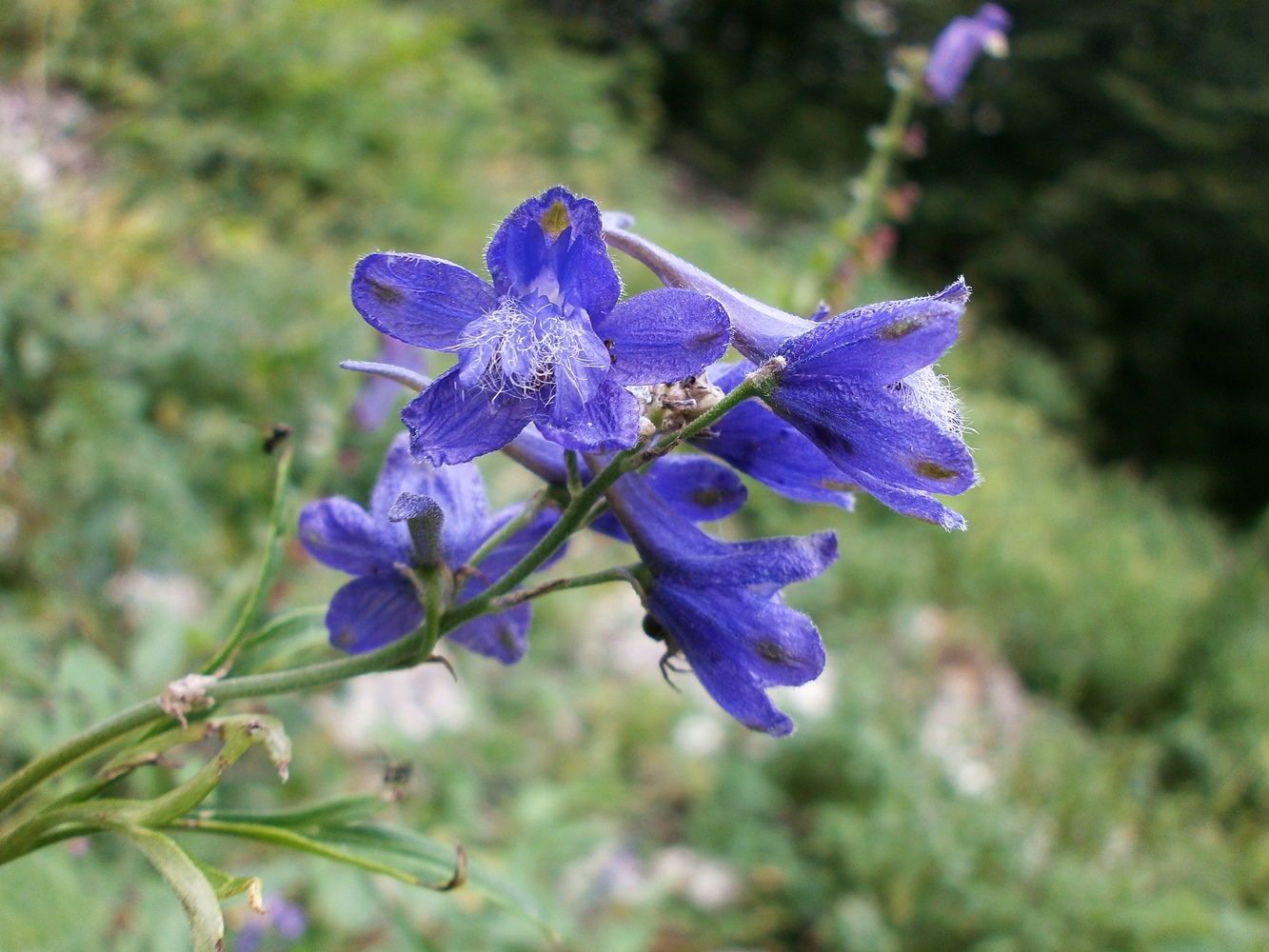 Изображение особи Delphinium fissum.