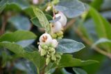 Symphoricarpos albus variety laevigatus