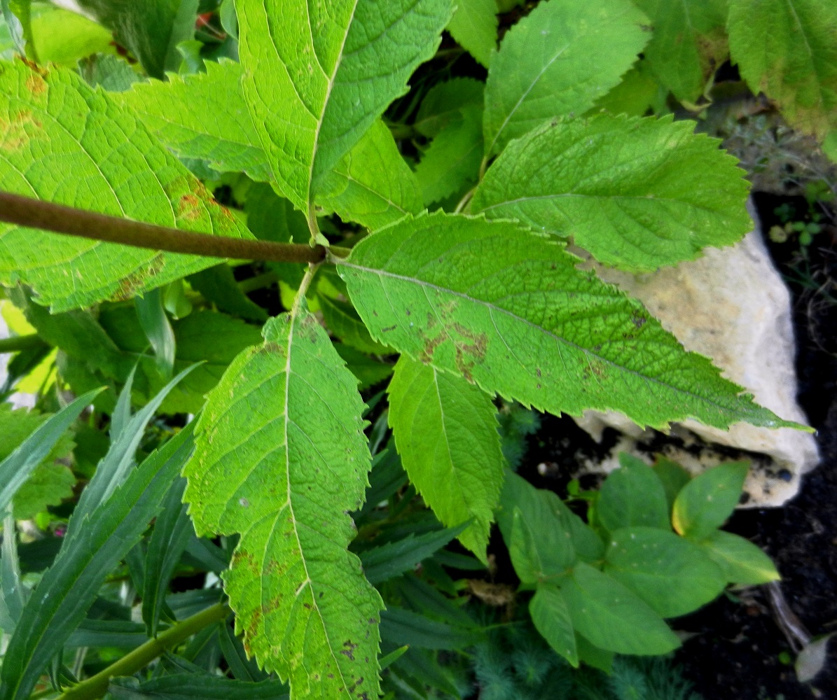 Image of Eupatorium purpureum specimen.