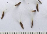 Cicerbita prenanthoides