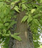 genus Celtis. Средняя часть ствола. Германия, г. Дюссельдорф, Ботанический сад университета. 04.09.2014.