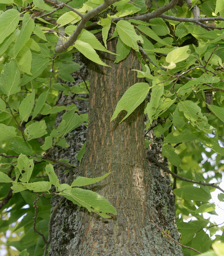 Image of genus Celtis specimen.