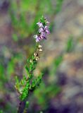 Calluna vulgaris. Верхушка побега с соцветием. Ленинградская обл., окр. озера Верхолино. 14.09.2014.