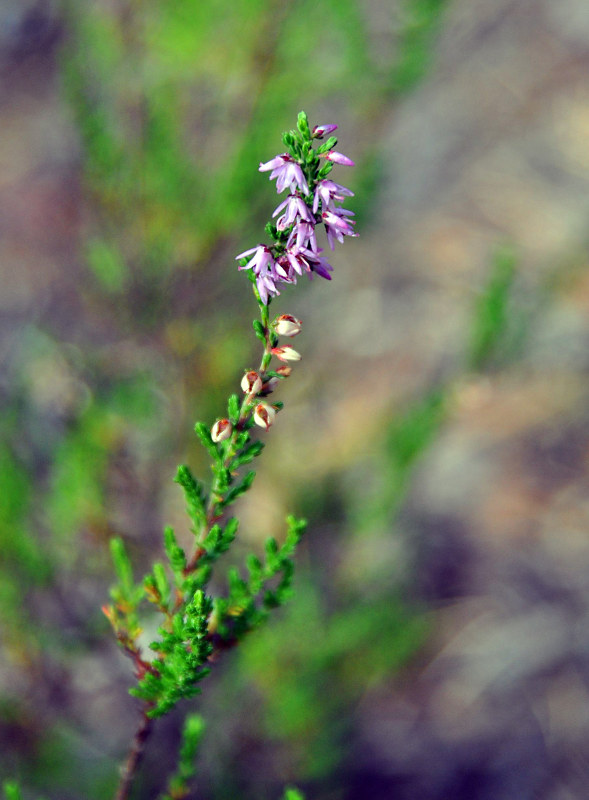 Изображение особи Calluna vulgaris.