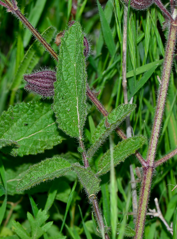 Изображение особи Salvia pinnata.