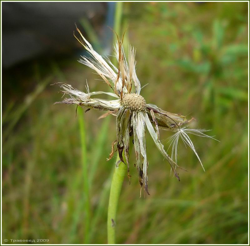 Image of Hypochaeris radicata specimen.