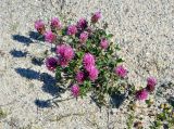 Trifolium pratense. Цветущее растение. Соловецкие острова, остров Большой Соловецкий. 08.07.2014.