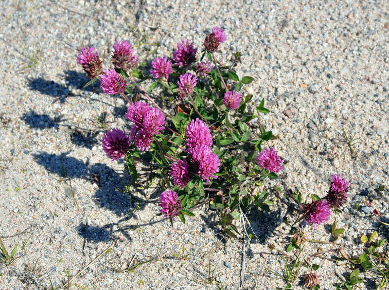 Изображение особи Trifolium pratense.