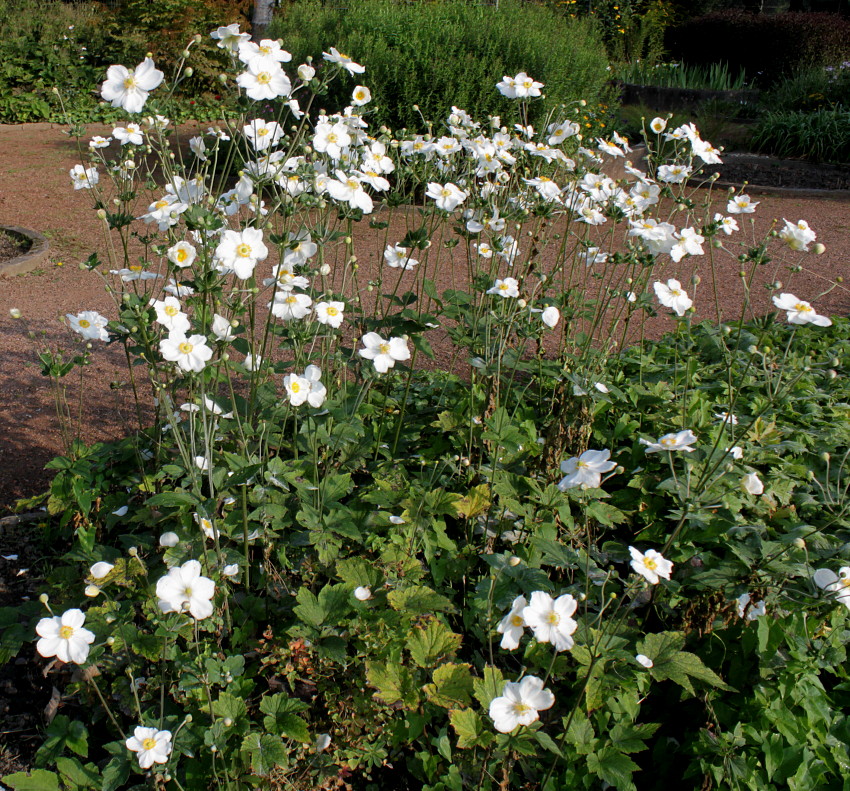 Image of Anemone vitifolia specimen.