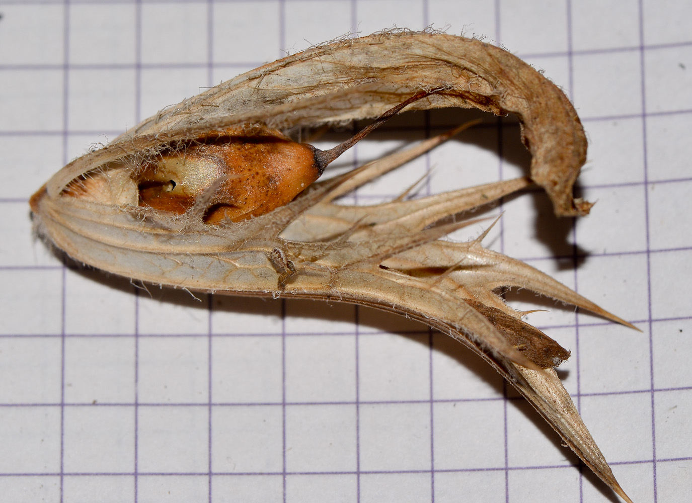 Image of Acanthus syriacus specimen.