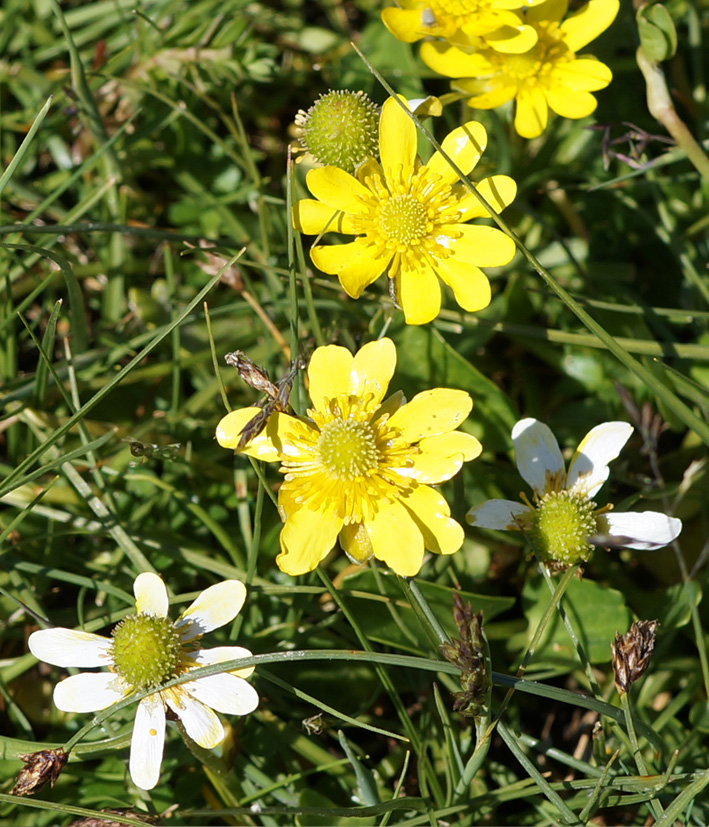 Image of Halerpestes salsuginosa specimen.