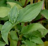 Tinantia erecta. Верхняя часть побега ('Purpurea'). Германия, г. Крефельд, Ботанический сад. 06.09.2014.