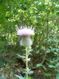 Cirsium laniflorum