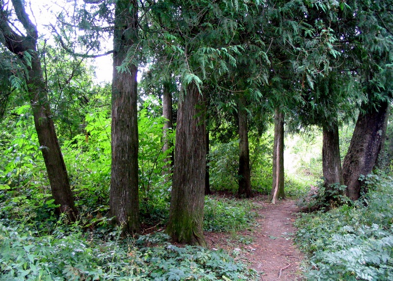 Изображение особи Thuja occidentalis.