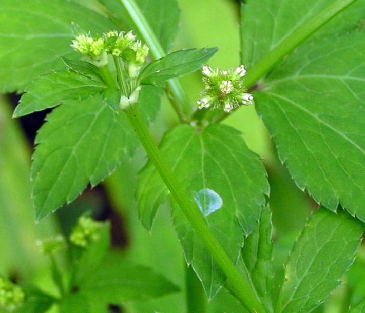 Изображение особи Sanicula chinensis.