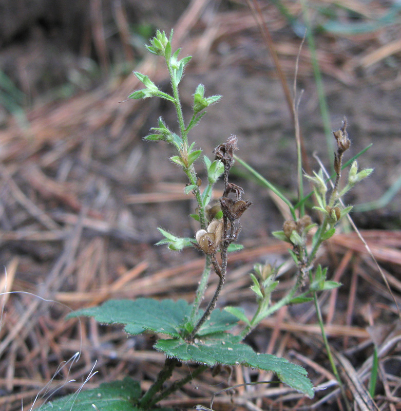 Image of Veronica chamaedrys specimen.