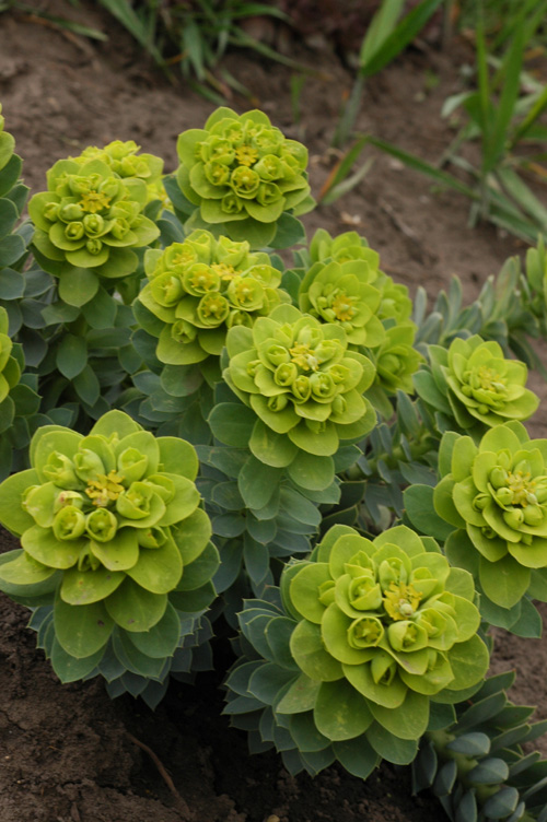 Изображение особи Euphorbia myrsinites.